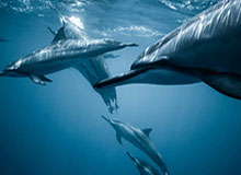 运气加成天津获第13冠 双星闪耀朱婷全面发挥建功